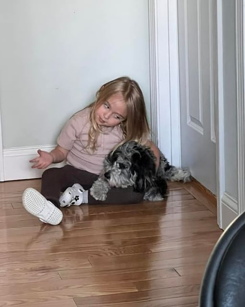 Playful Cavoodle Poodle Mix Pup