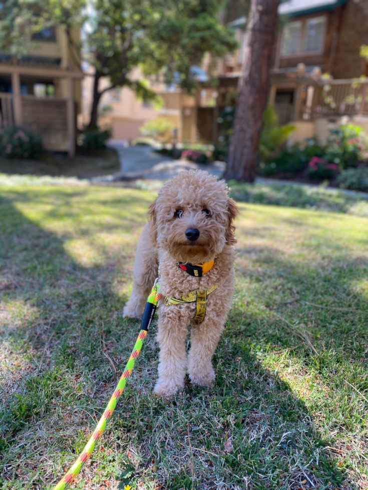 Little Golden Retriever Poodle Mix Pup