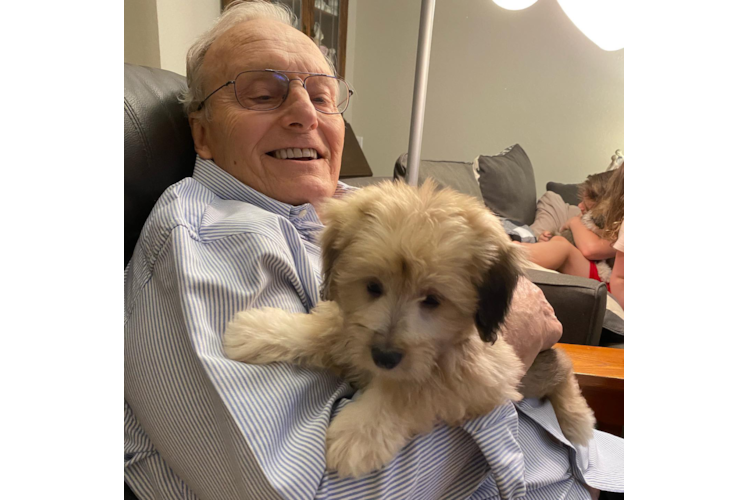 Best Mini Aussiedoodle Baby