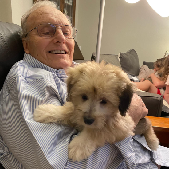 Scottsdale Mini Aussiedoodle Pup