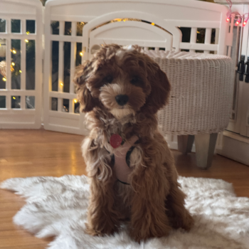 Adorable Cavalier King Charles Spaniel and Poodle Mix Poodle Mix Pup