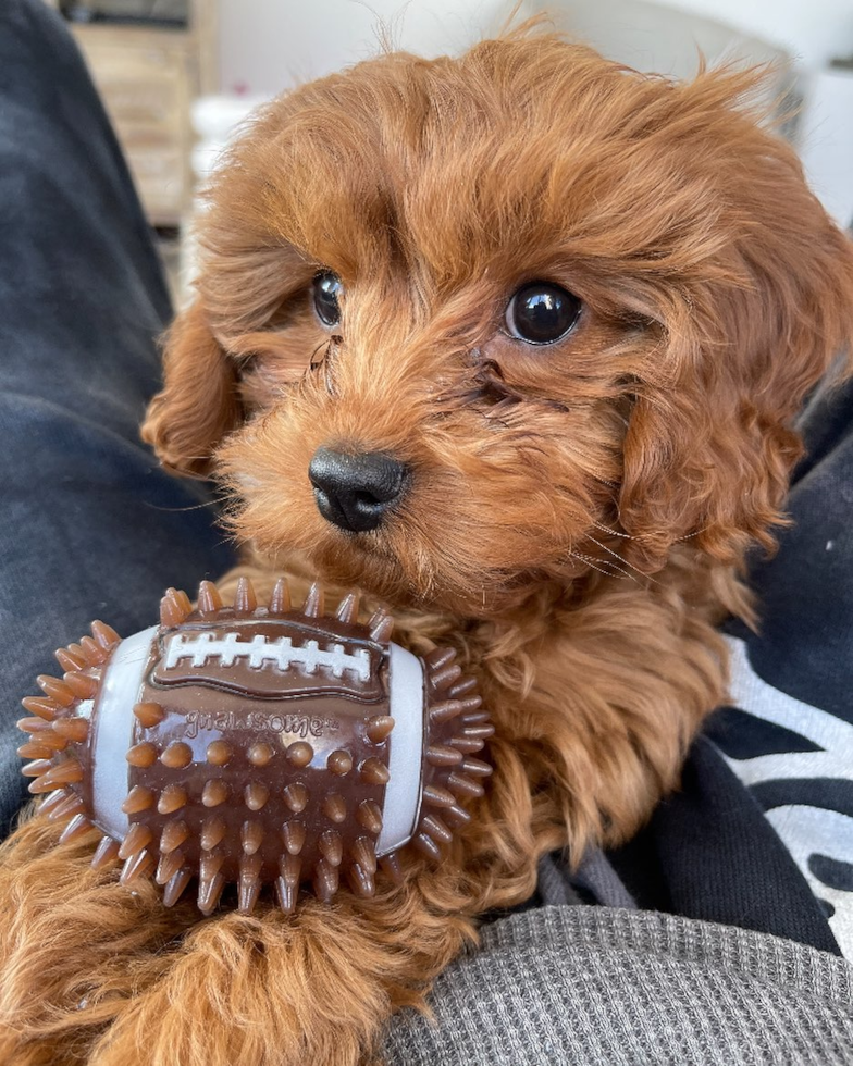 New York Cavapoo Pup