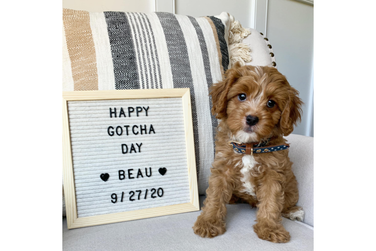 Best Cavapoo Baby