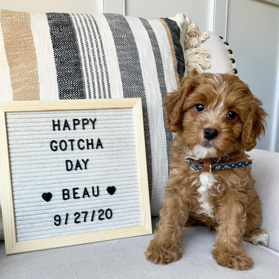 Small Cavapoo Pup in Salisbury MD