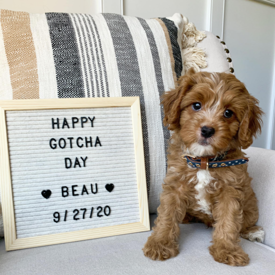 Small Cavapoo Pup in Salisbury MD