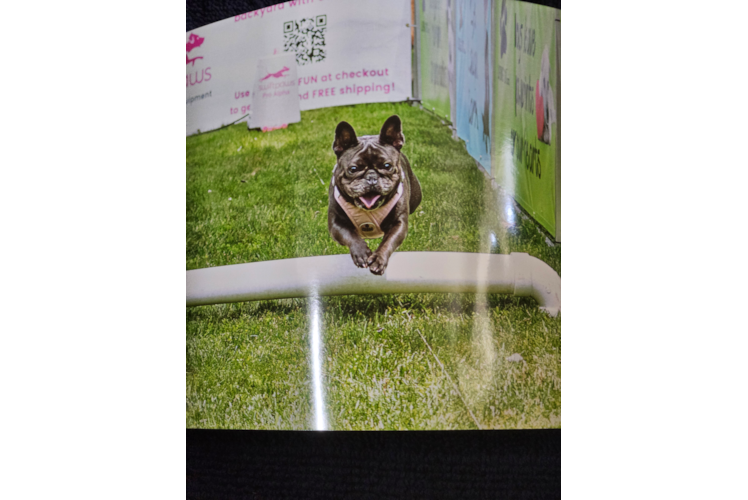 Best French Bulldog Baby