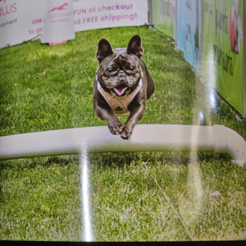 Small French Bulldog Pup