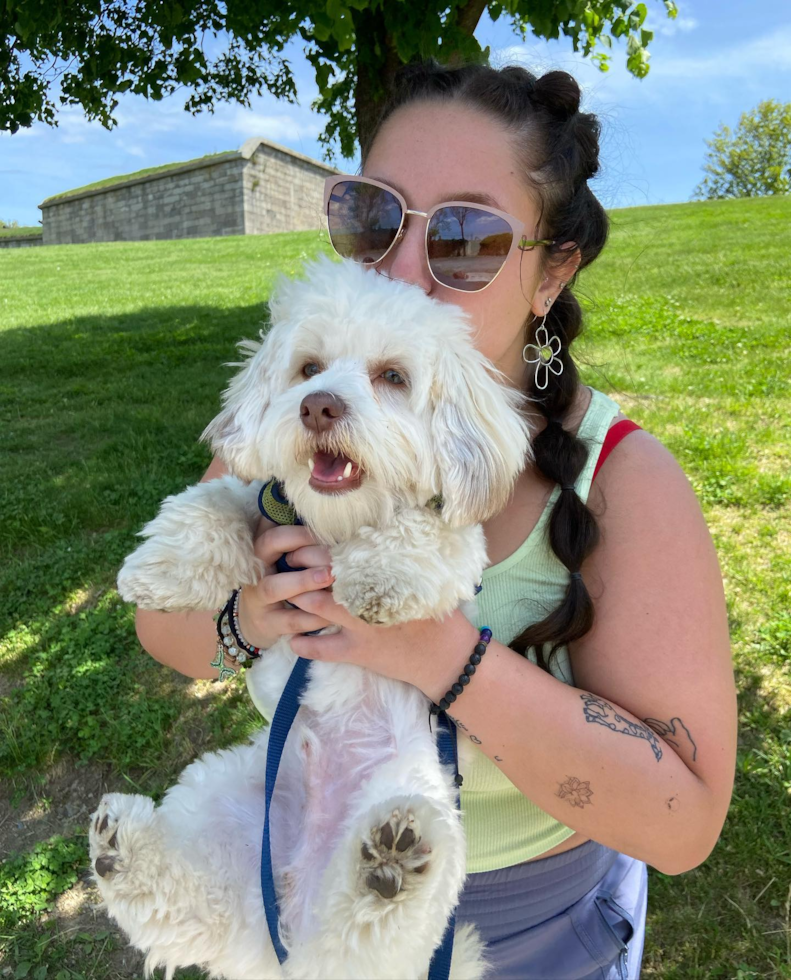 Havanese Being Cute