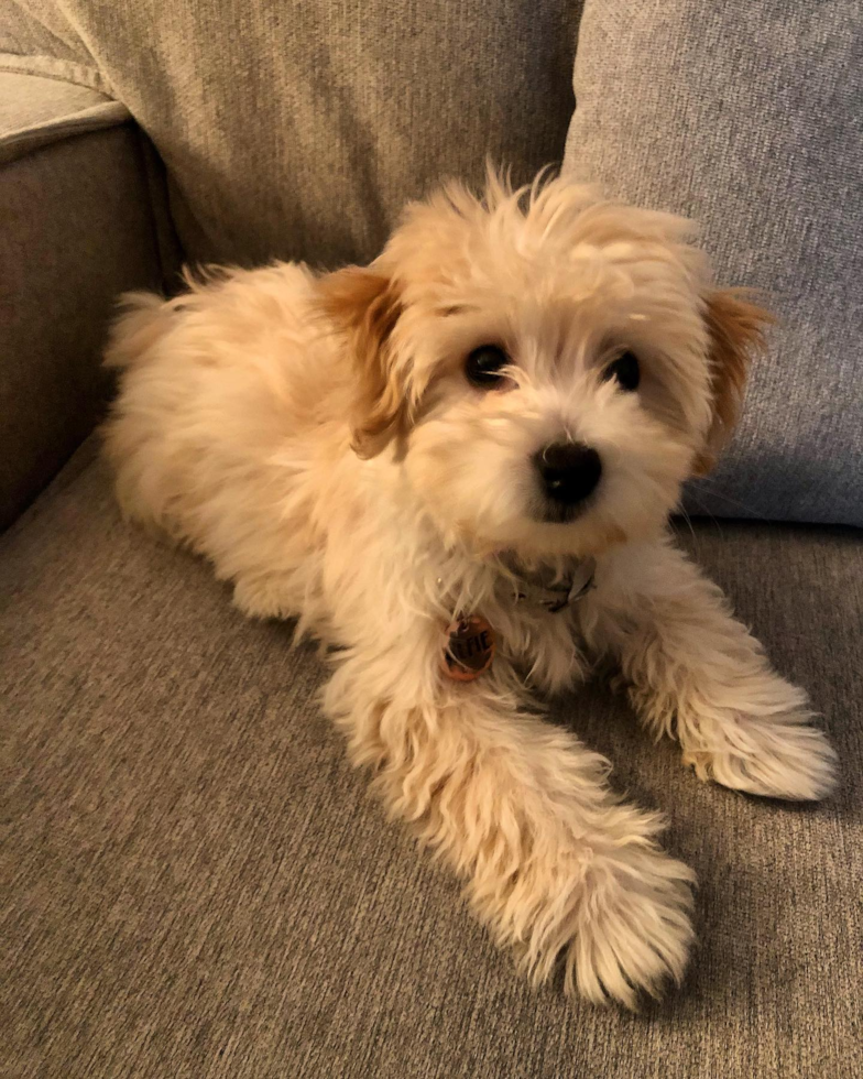 New York Maltipoo Pup