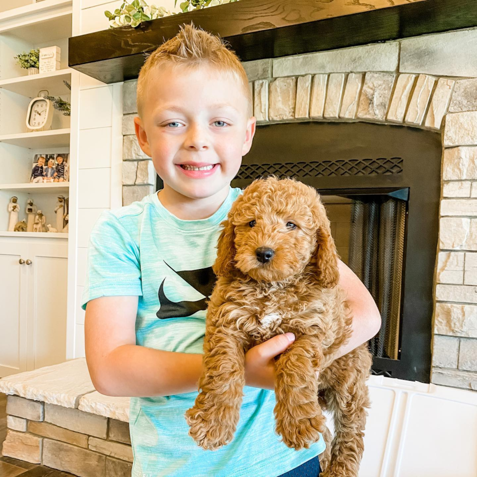 Small Mini Goldendoodle Pup