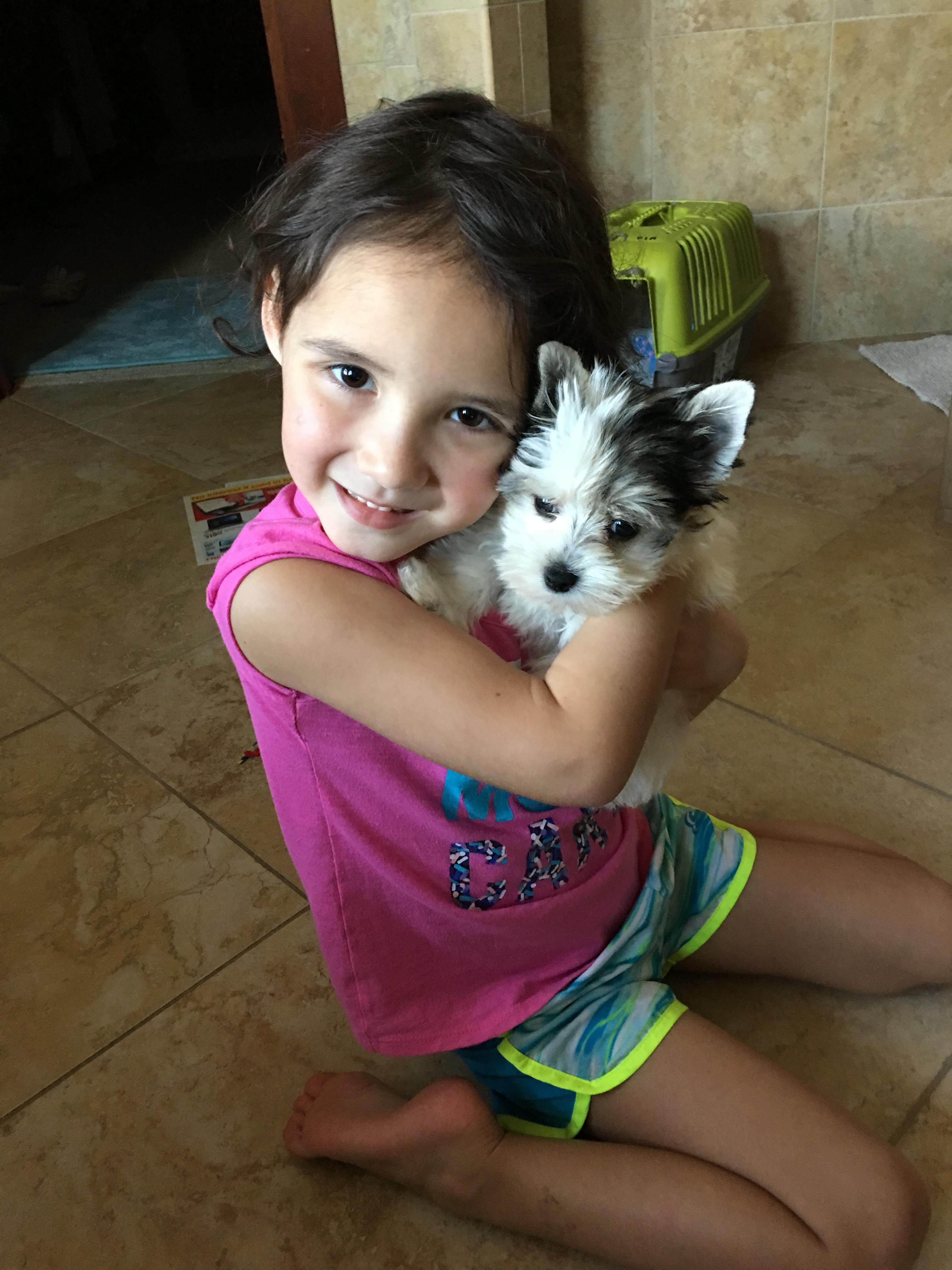 Funny Morkie Designer Pup
