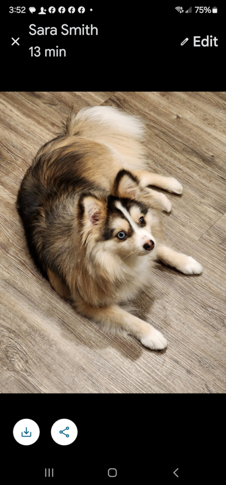 Funny Pomsky Designer Pup