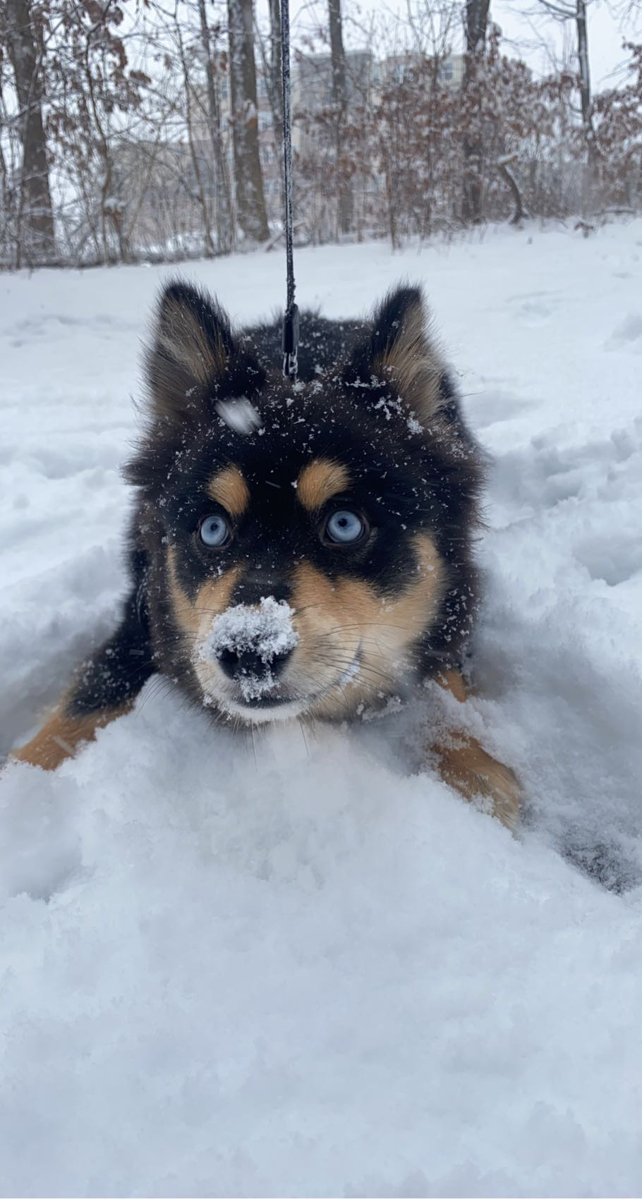 Pomsky Pup Being Cute