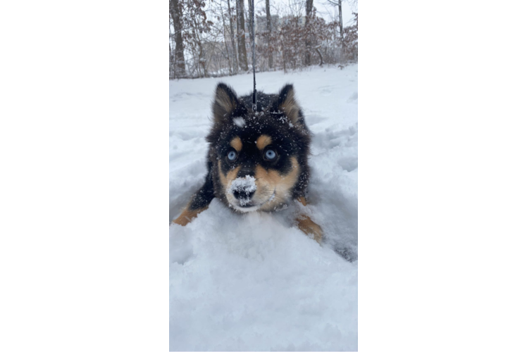 Pomsky Pup Being Cute