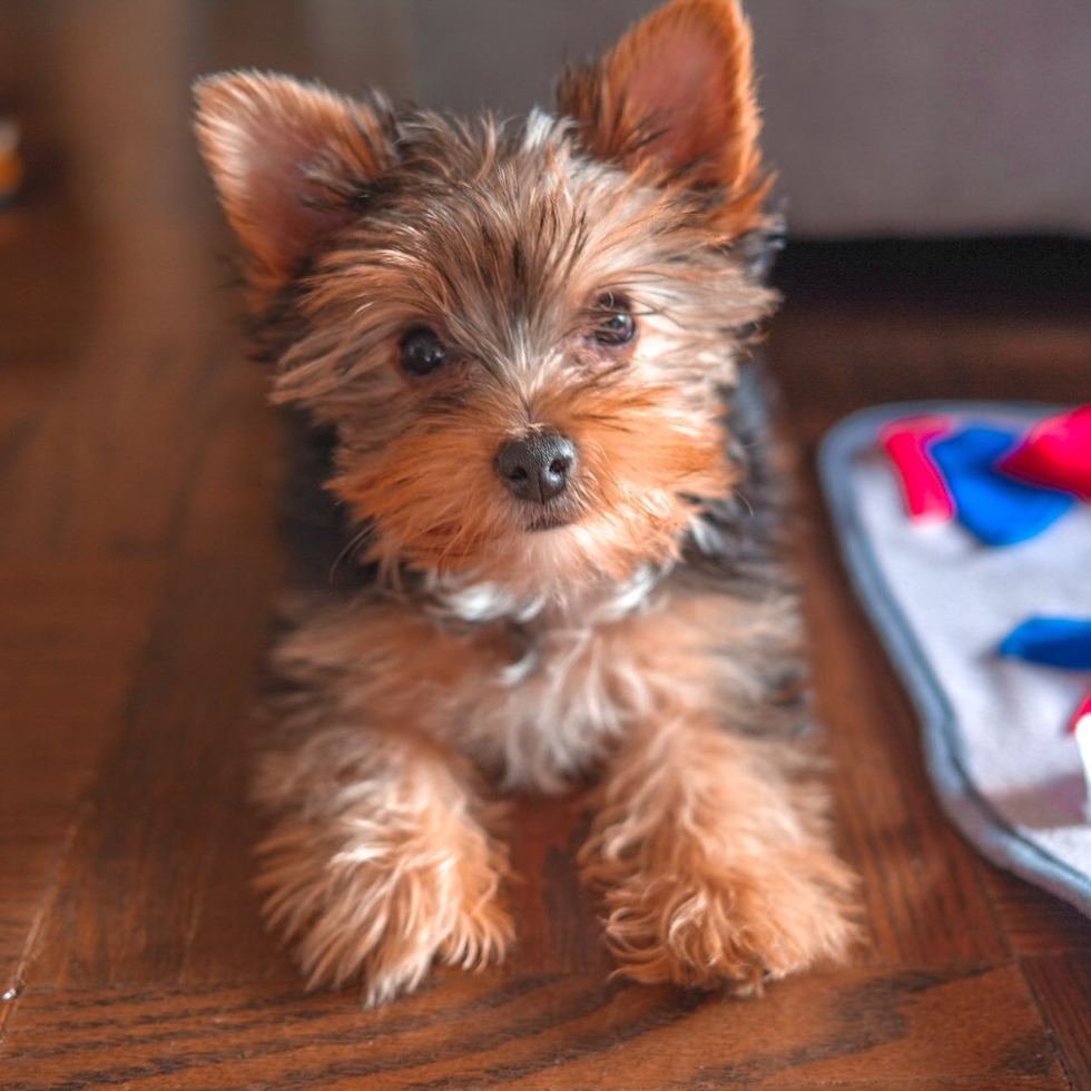 Yorkshire Terrier Being Cute