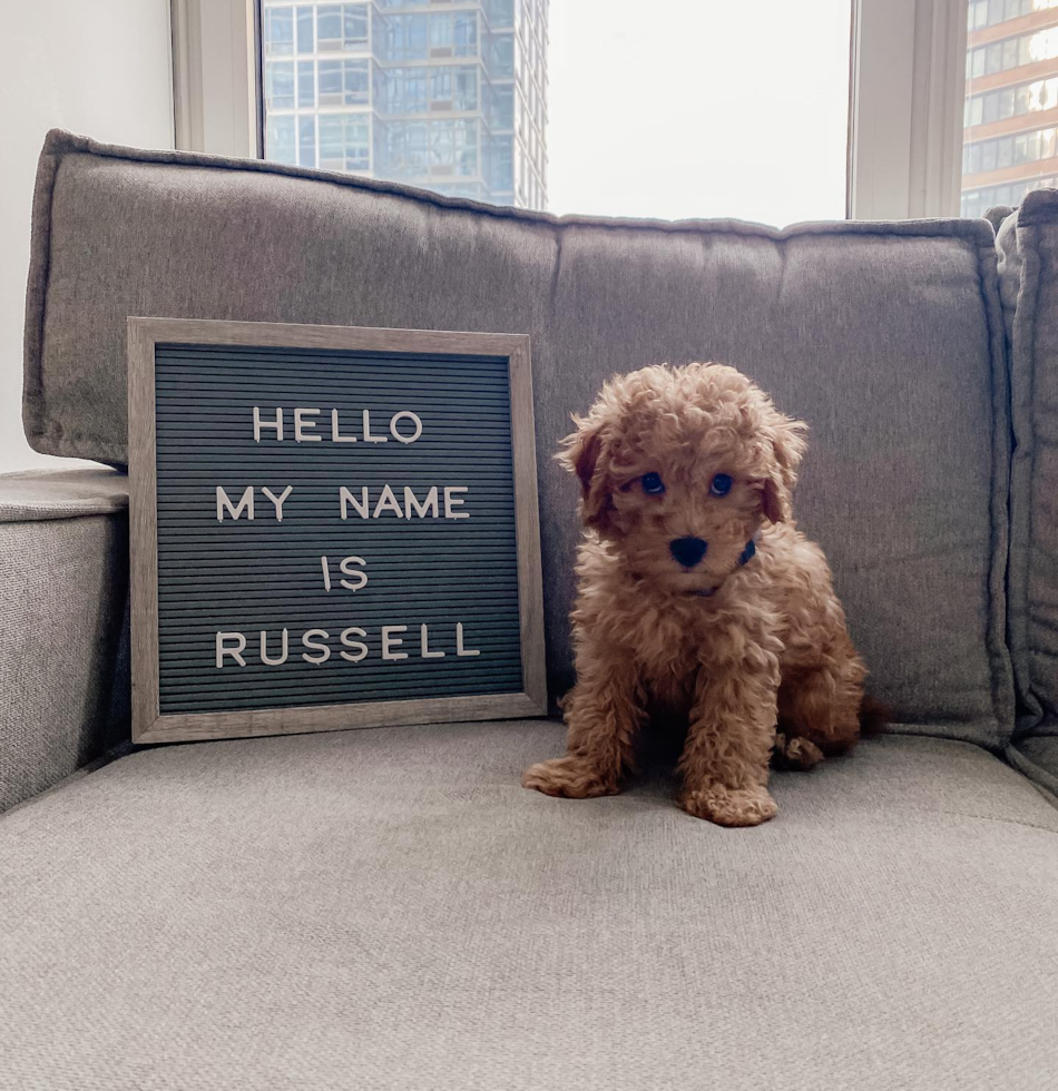 New York Mini Goldendoodle Pup