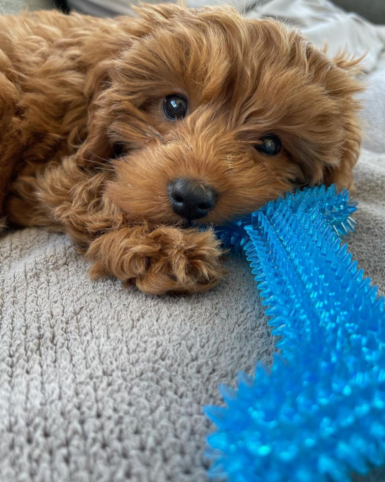 Playful Cavoodle Poodle Mix Pup