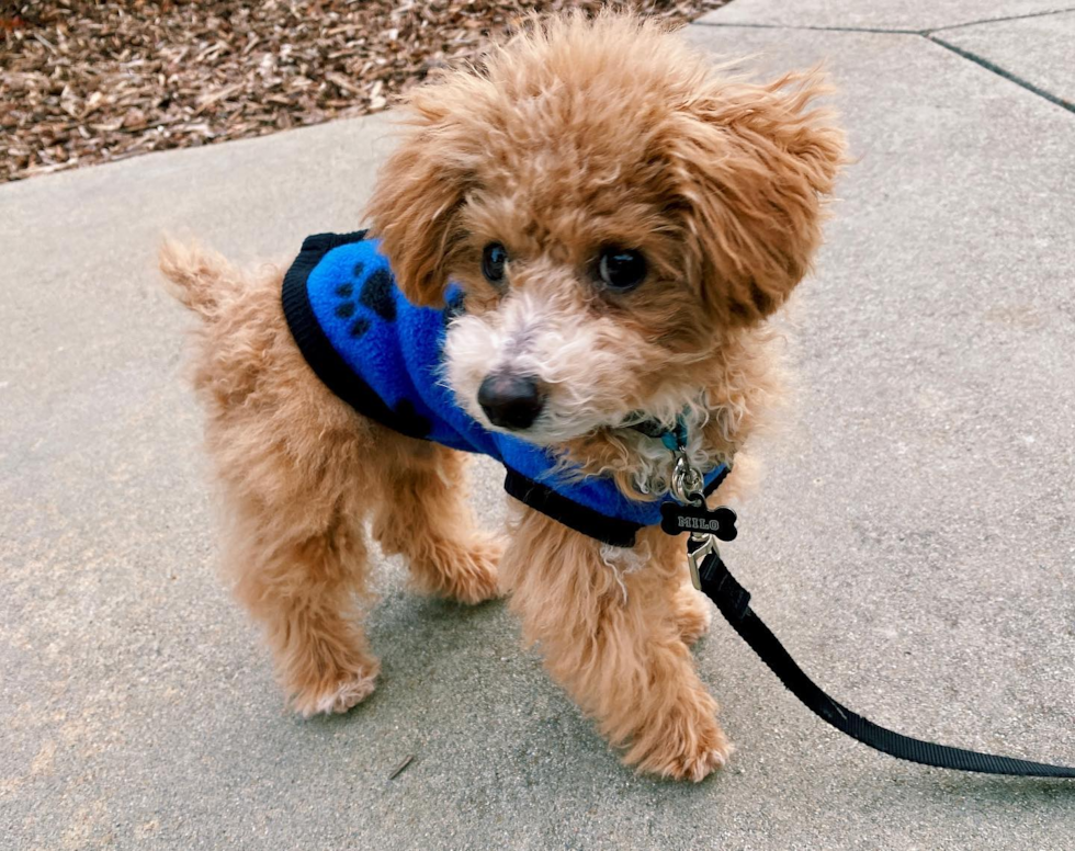 Hypoallergenic Bichpoo Poodle Mix Pup