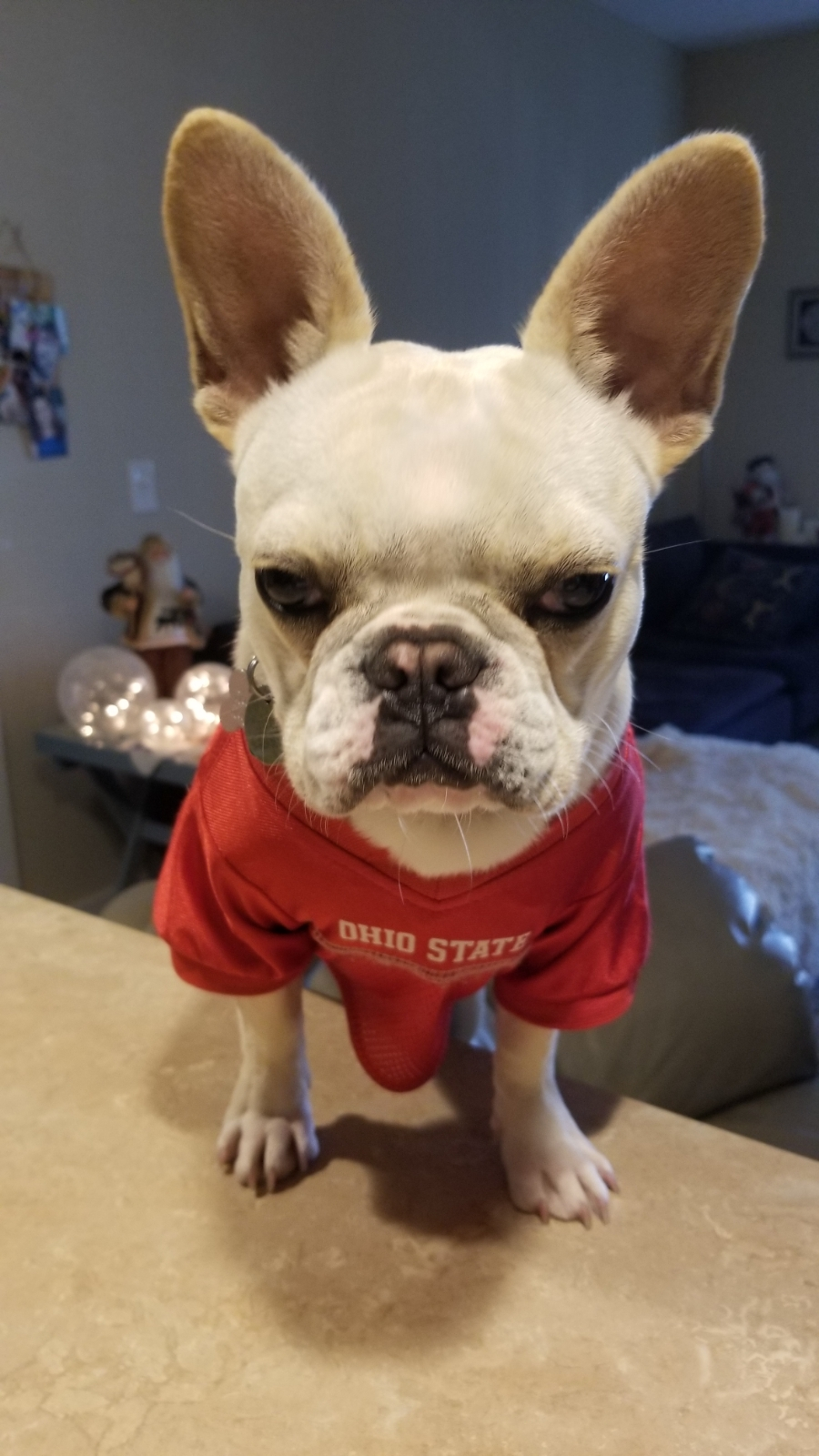 Best French Bulldog Baby