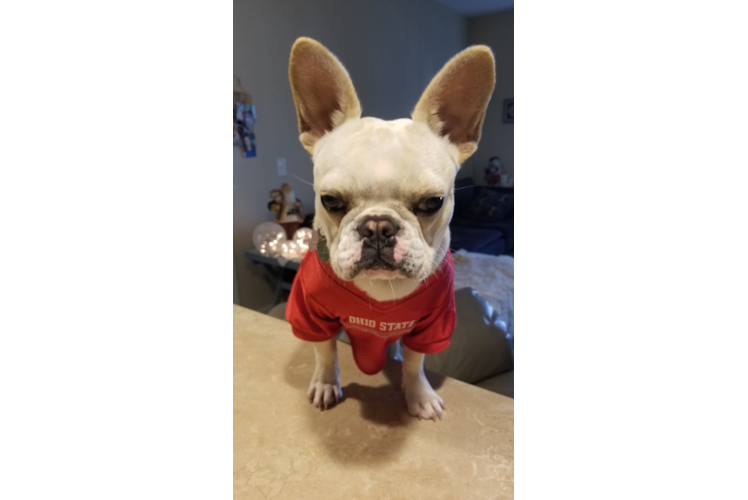 Best French Bulldog Baby