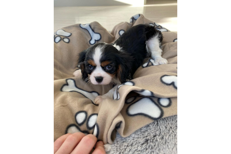 Cavalier King Charles Spaniel Pup Being Cute