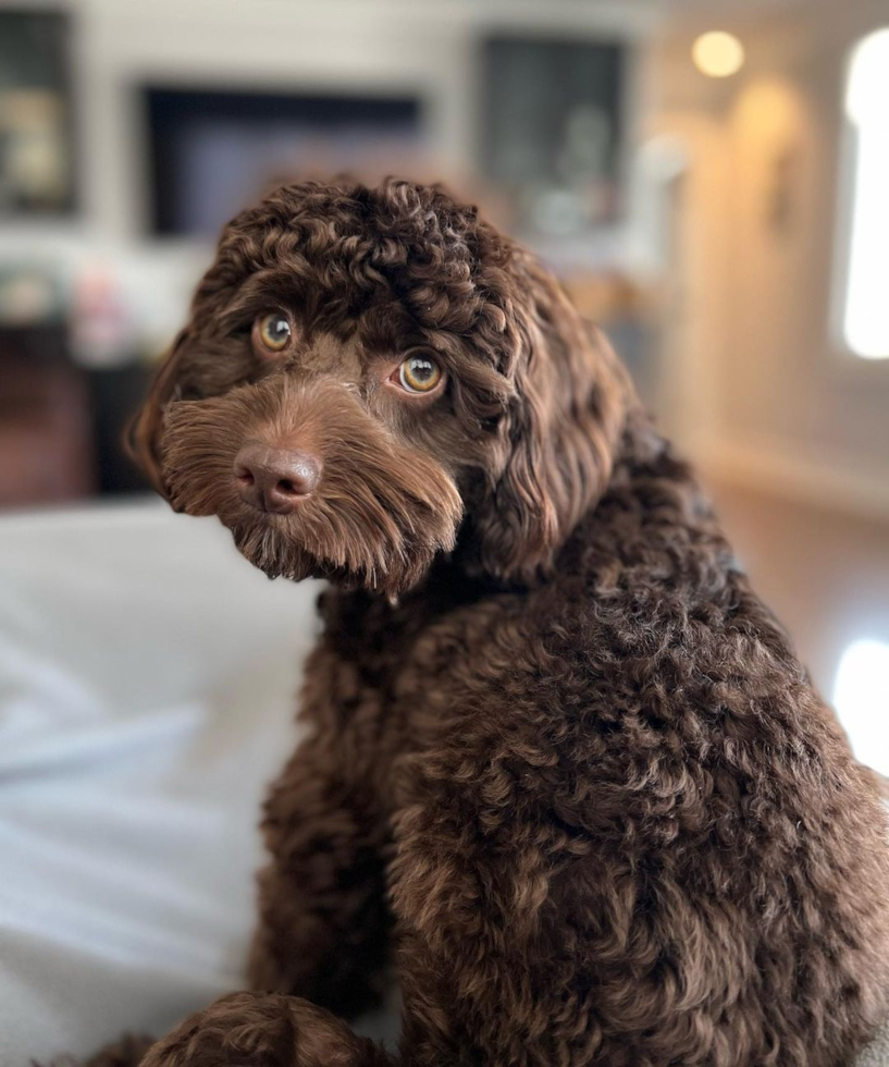 Fluffy Cockapoo Poodle Mix Pup