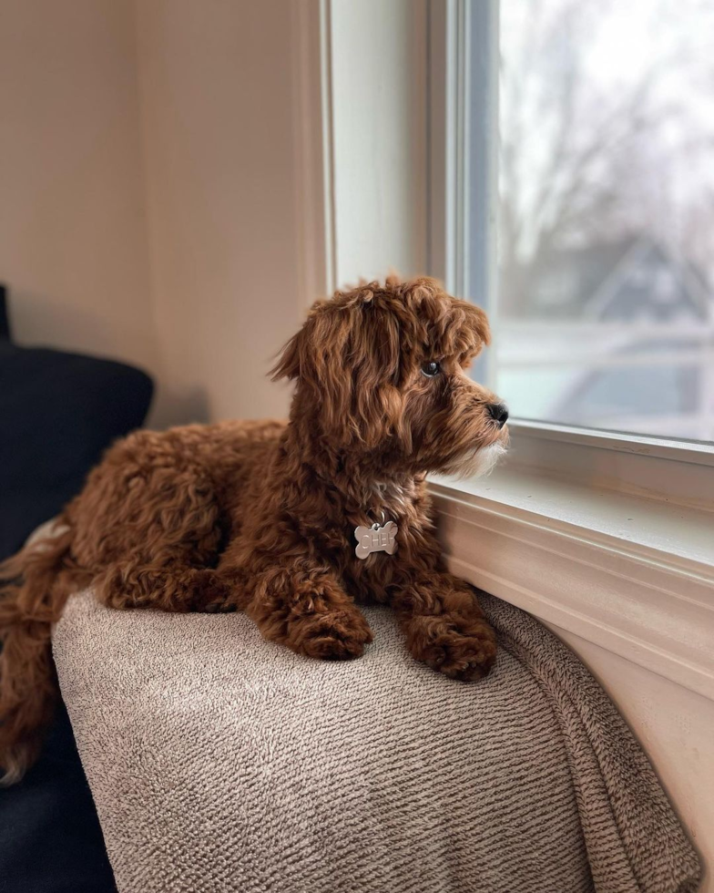 Happy Cavapoo Pup in Hazel Park MI