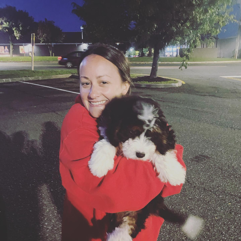 Petite Mini Bernedoodle Poodle Mix Pup