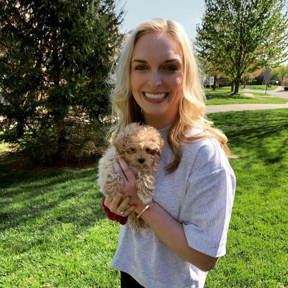 Sweet Maltipoo Pup in Lexington KY