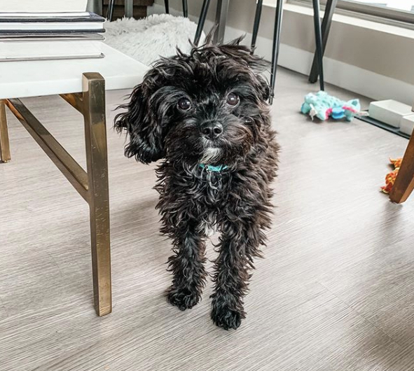 Cavapoo Pup Being Cute