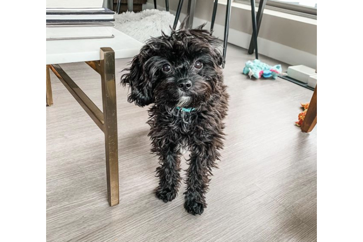 Cavapoo Pup Being Cute