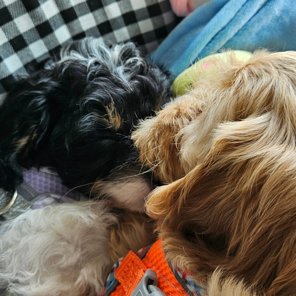 Cavapoo Being Cute