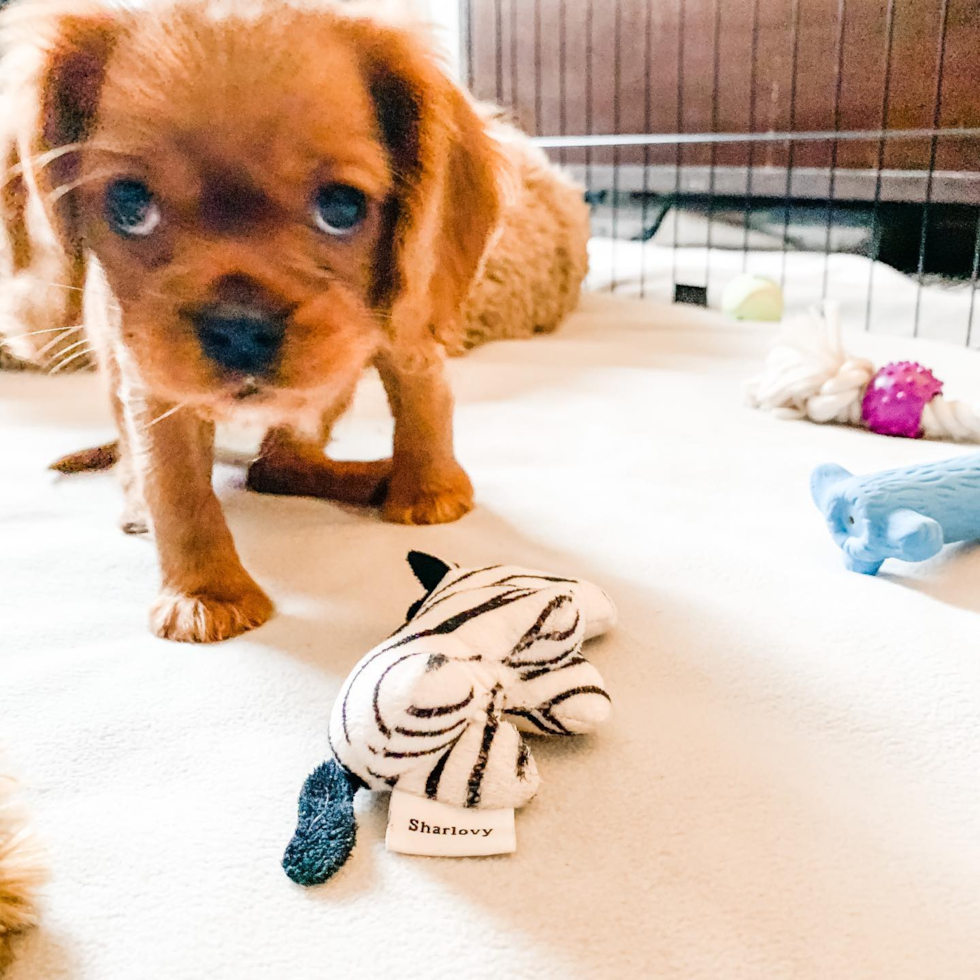 Fluffy Cavalier King Charles Spaniel Pup in Fort Lee NJ