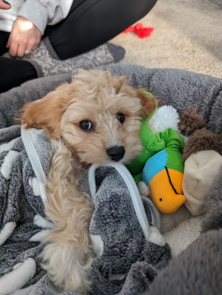 Smart Cavachon Designer Pup