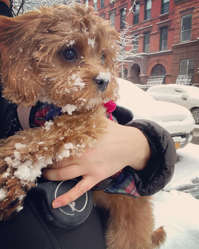 Cavapoo Being Cute