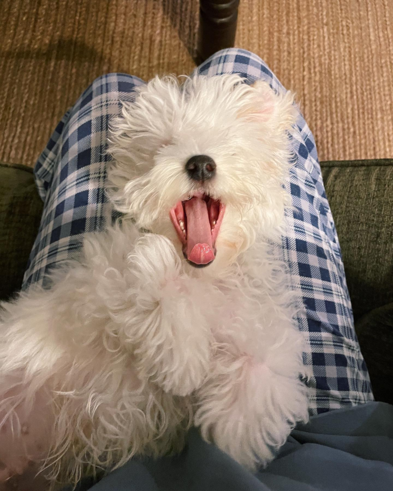 Irvine Maltipoo Pup