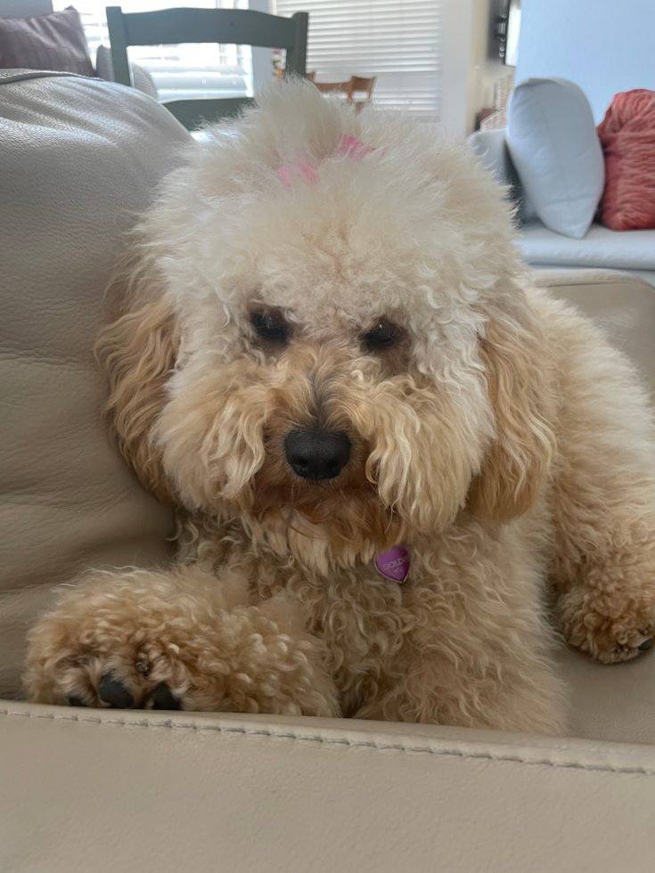 Sweet Mini Goldendoodle Pup in Encinitas CA