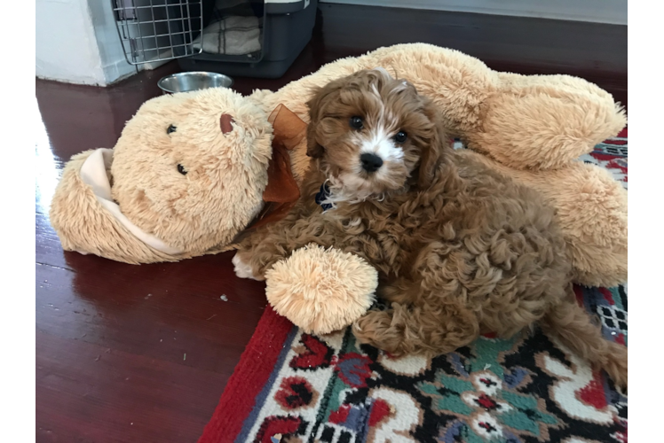 Smart Cavapoo Poodle Mix Pup