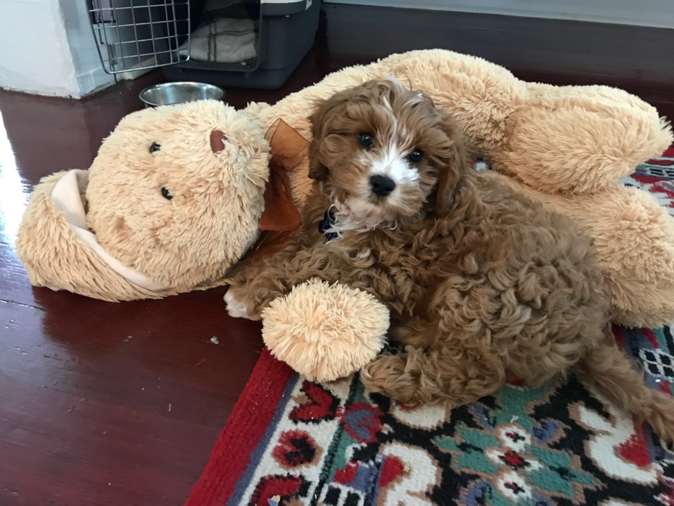 Fluffy Cavapoo Poodle Mix Pup