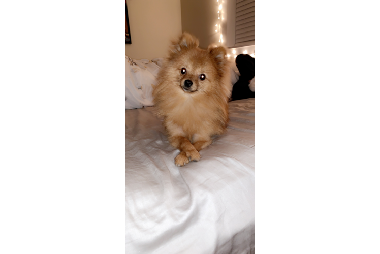 Pomeranian Pup Being Cute