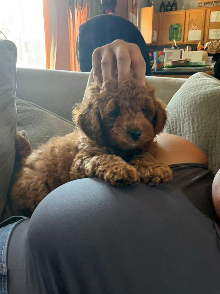 Mini Goldendoodle Being Cute