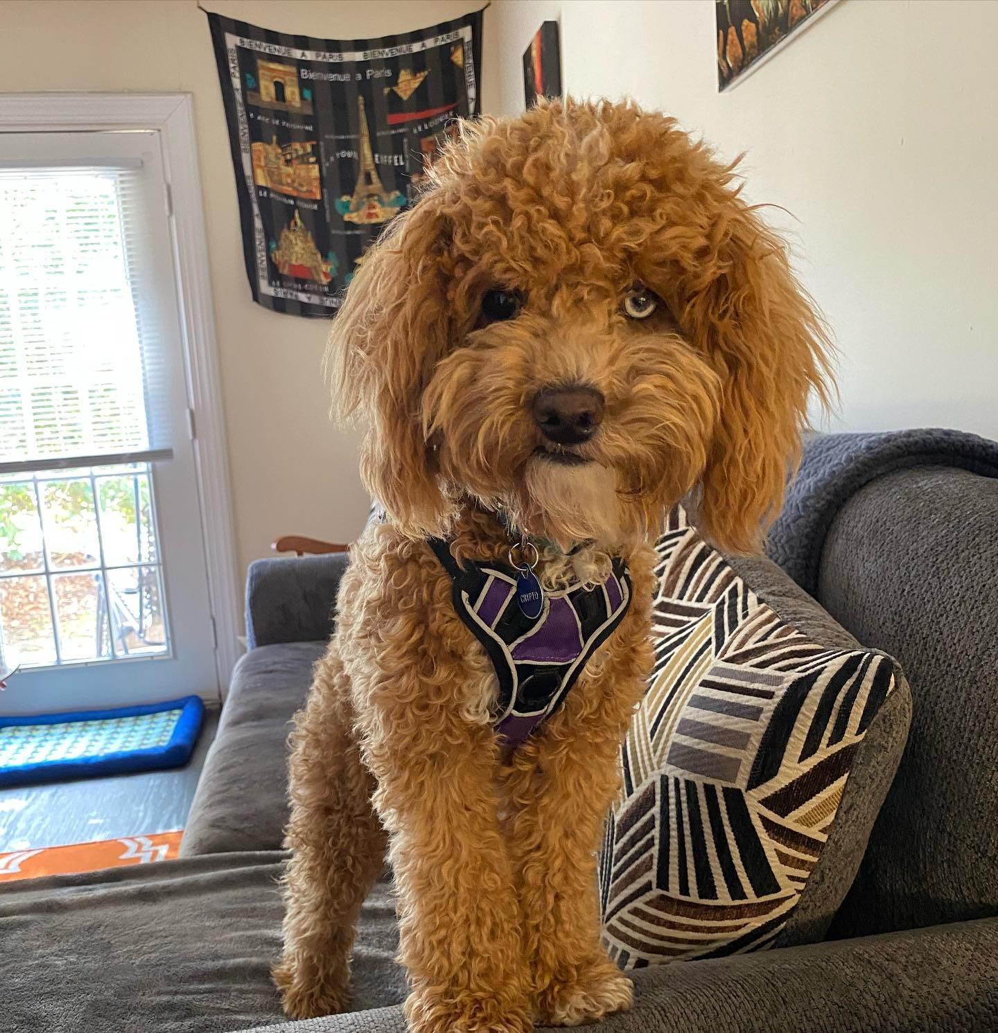 Small Poodle Baby