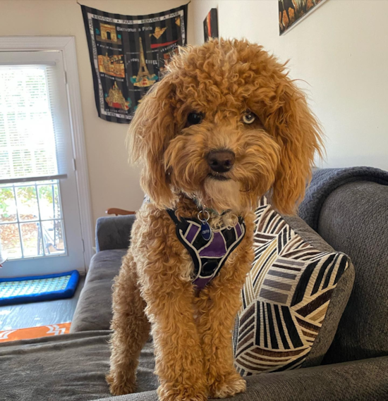 Petite Poodle Pup in Redlands CA