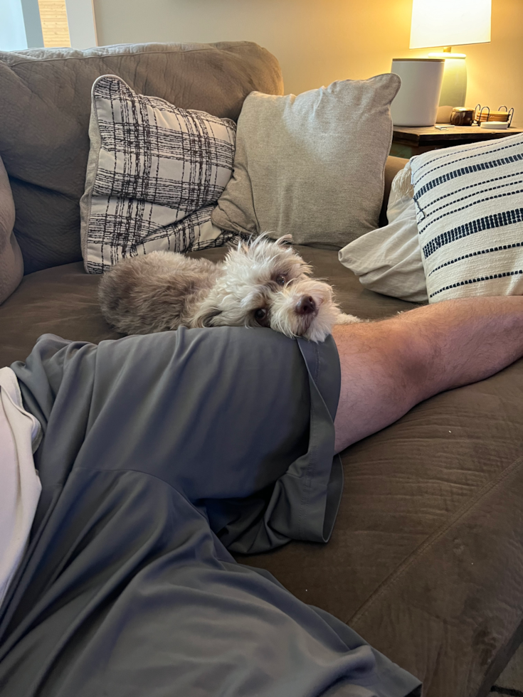 Cute Mini Aussiedoodle Pup