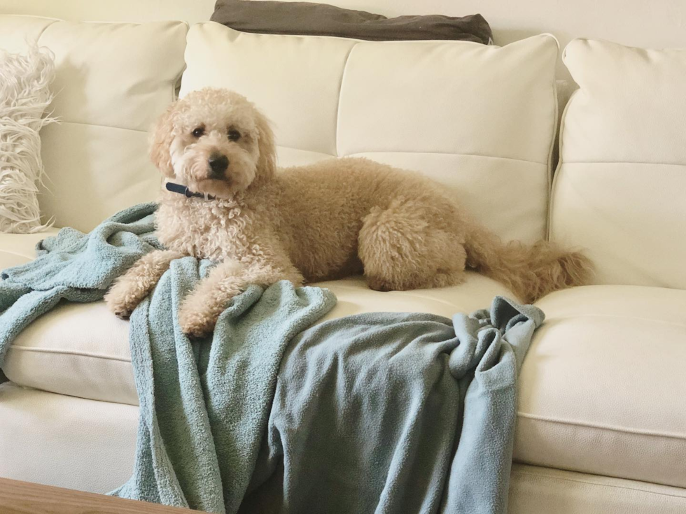 Funny Mini Goldendoodle Poodle Mix Pup