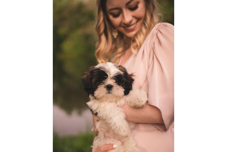 Shih Tzu Puppy for Adoption