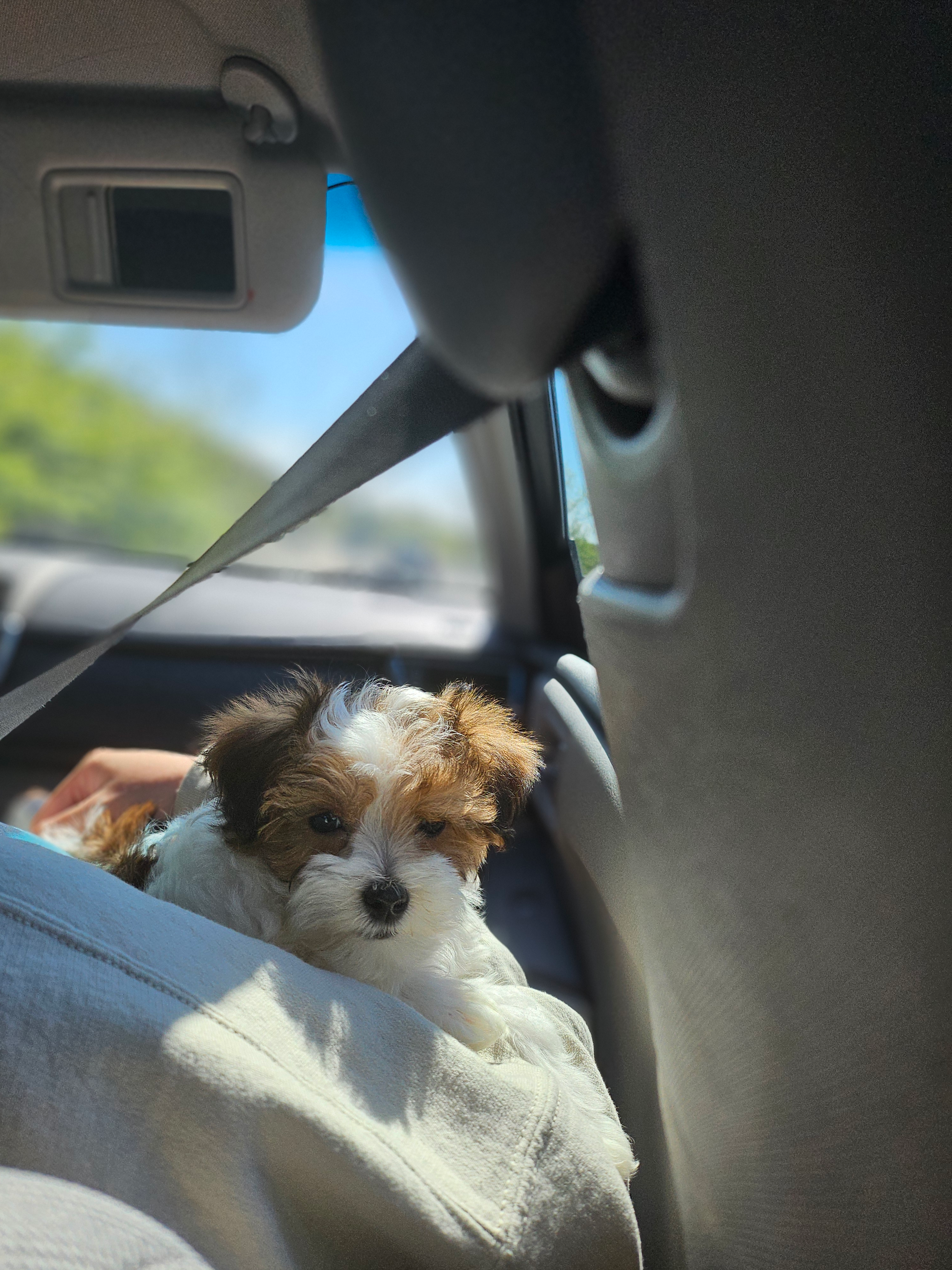 Best Maltipoo Baby
