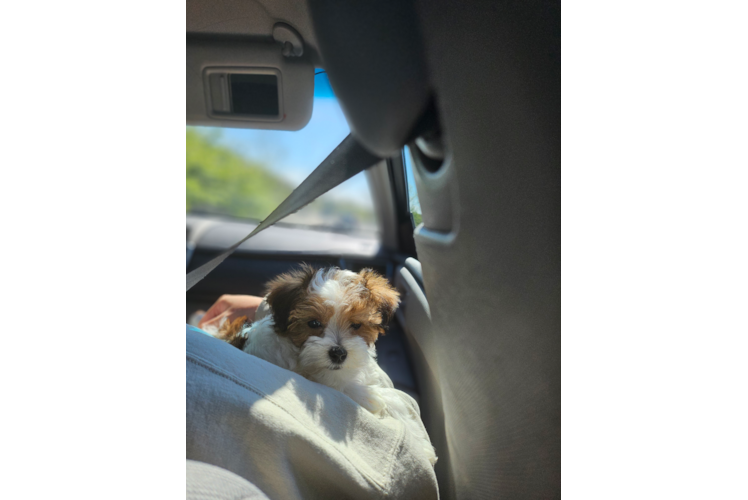 Best Maltipoo Baby