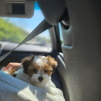 Friendly Maltipoo Pup in