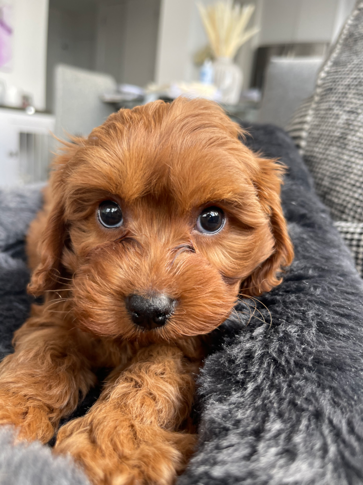 New Cavapoo Pup